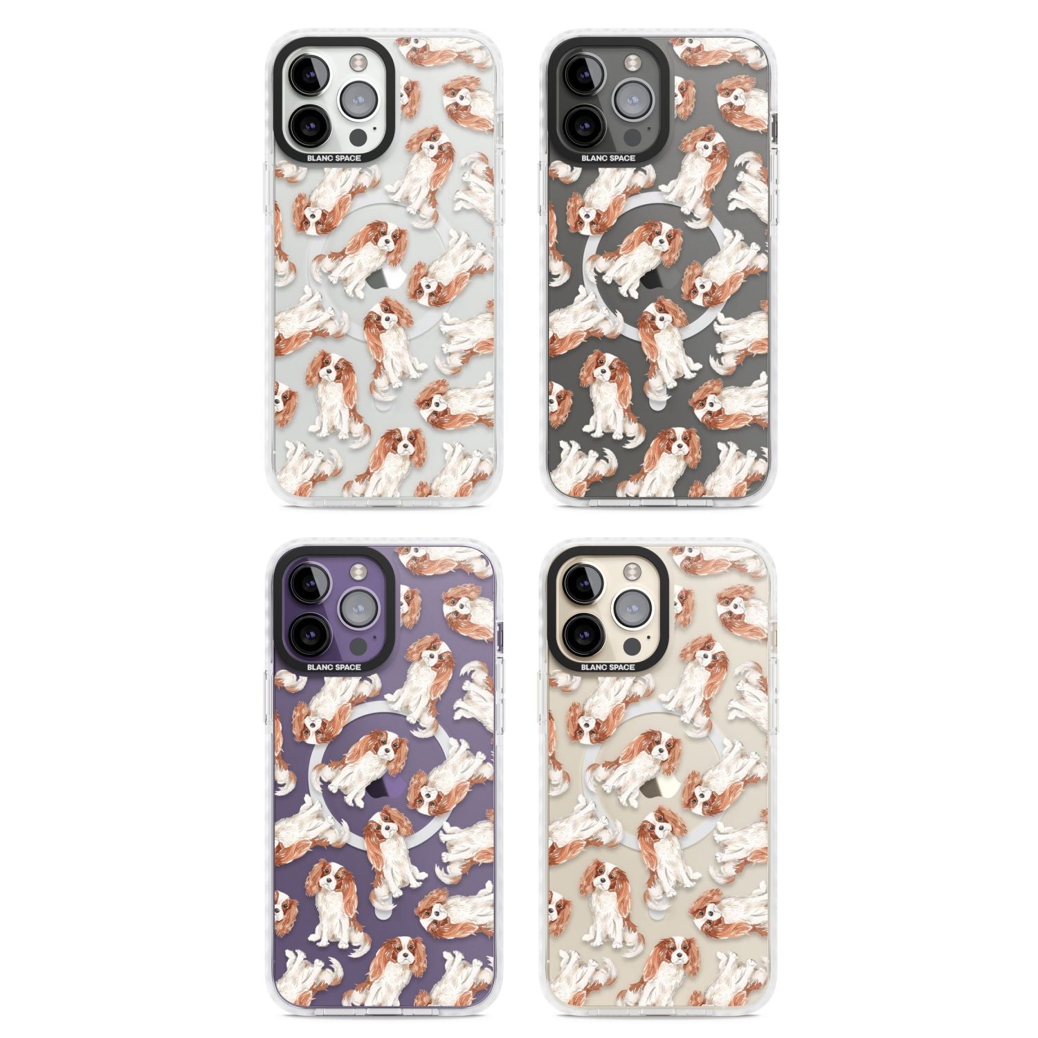 Cavalier King Charles Spaniel