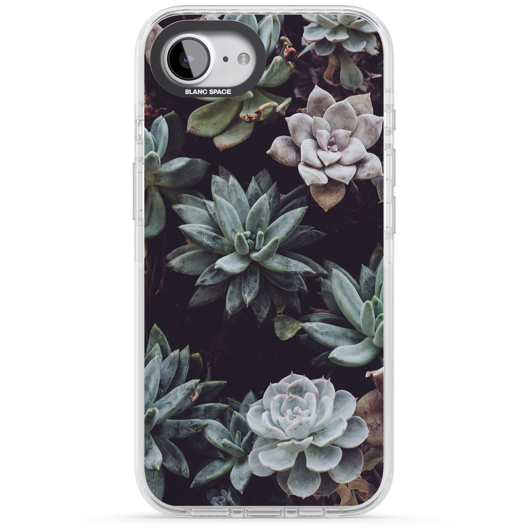 Succulent Bloom Mixed