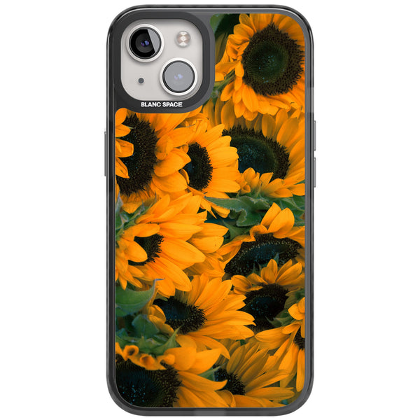 Sunflower Fields