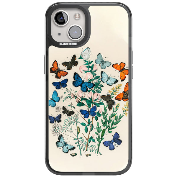 European Butterflies