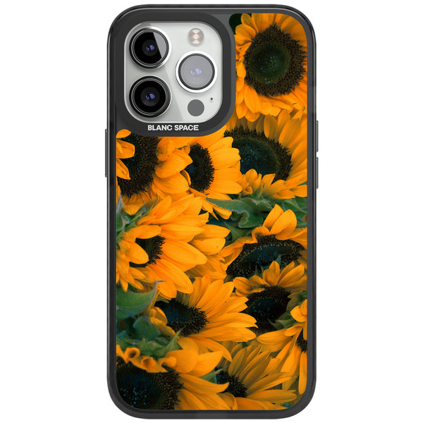 Sunflower Fields