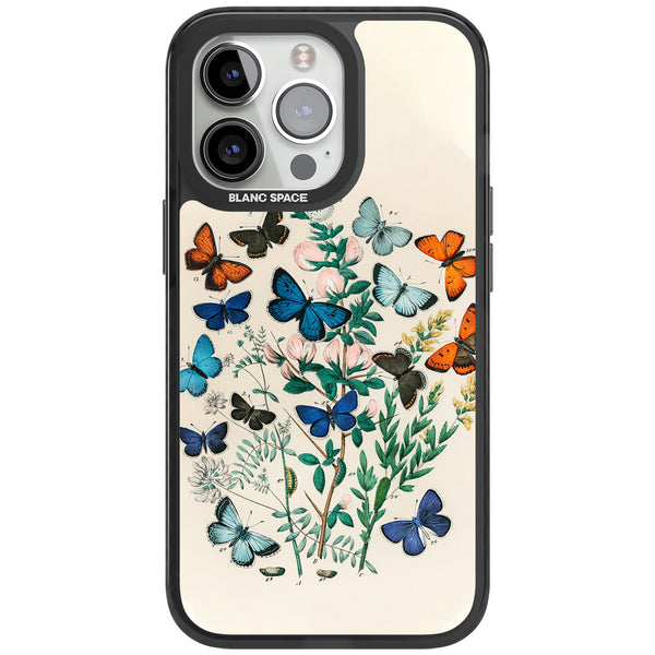 European Butterflies