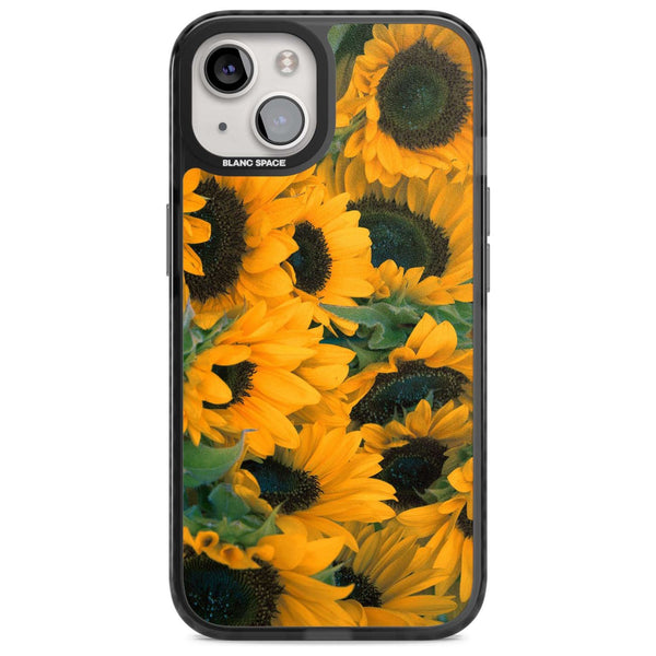 Sunflower Fields