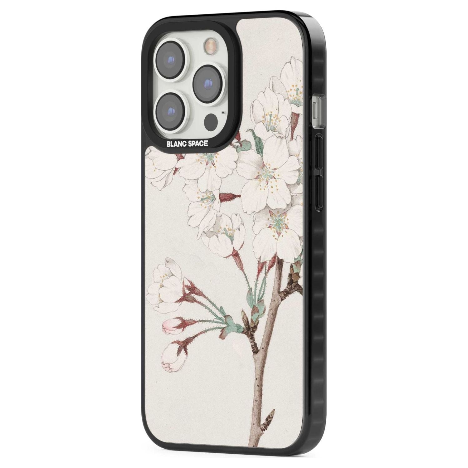 Vintage Japanese Illustrations Cherry Blossoms