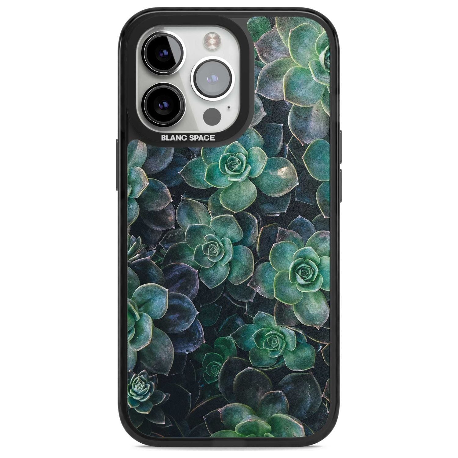 Succulent Bloom Botanical