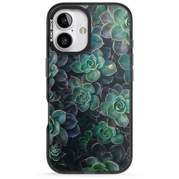 Succulent Bloom Botanical