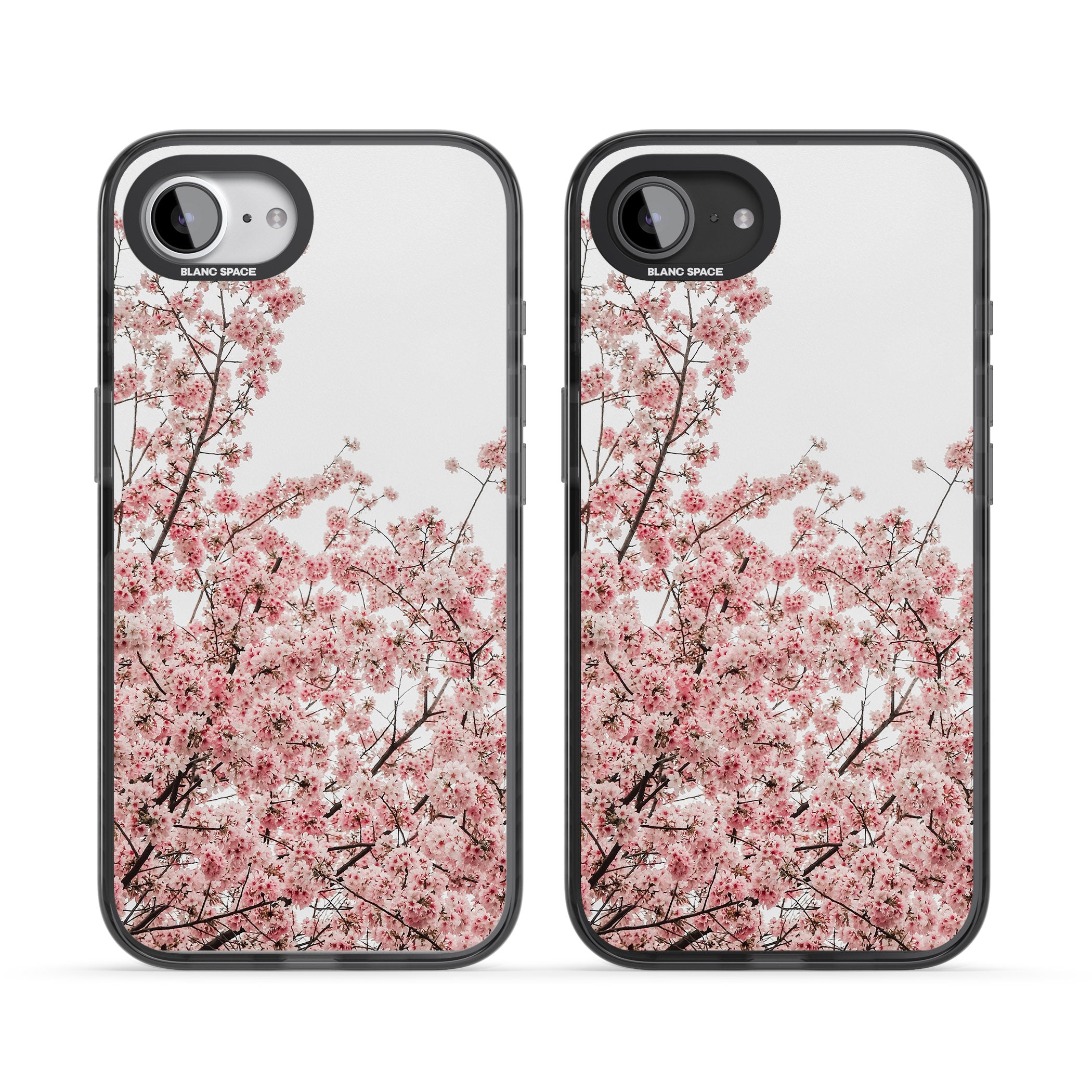 Cherry Blossom Bloom