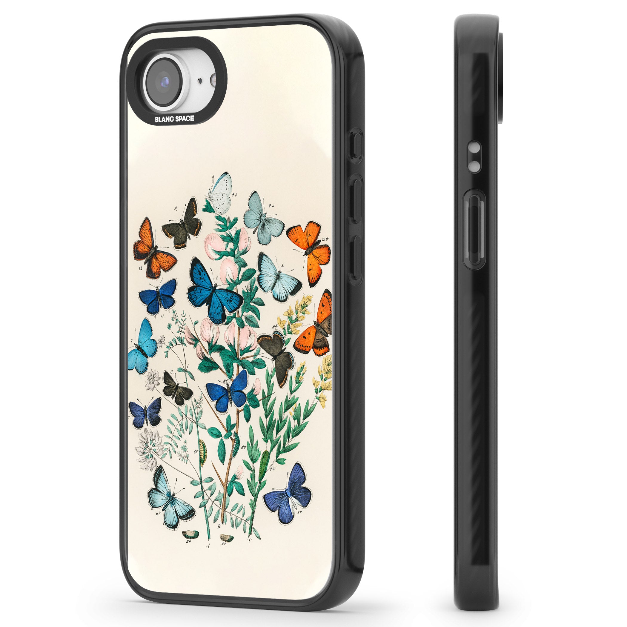 European Butterflies