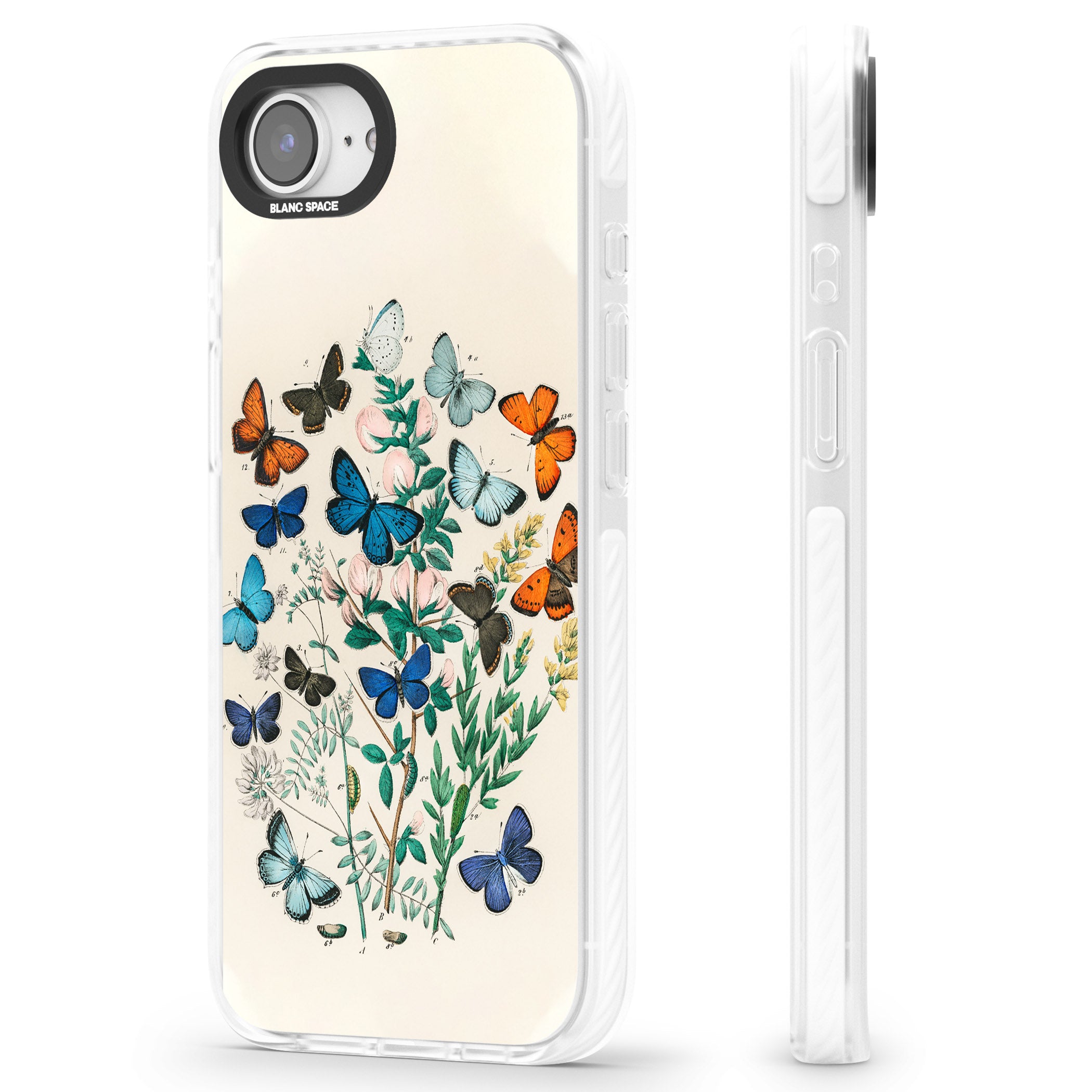 European Butterflies