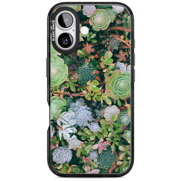 Succulent Garden