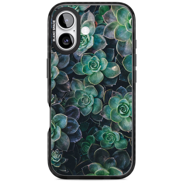 Succulent Bloom Botanical
