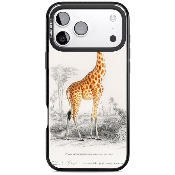 Savanna Sketch