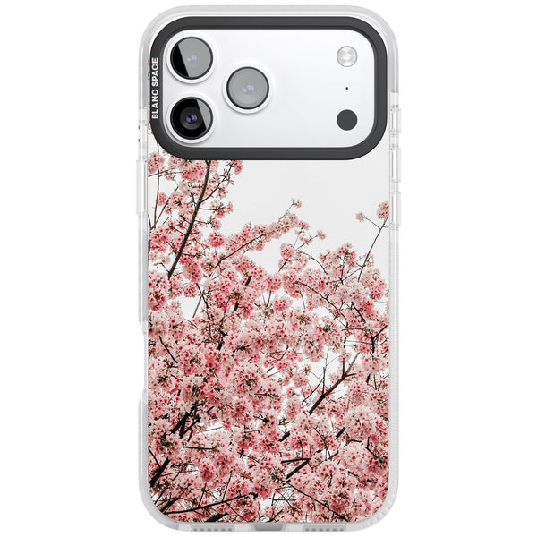 Cherry Blossom Bloom