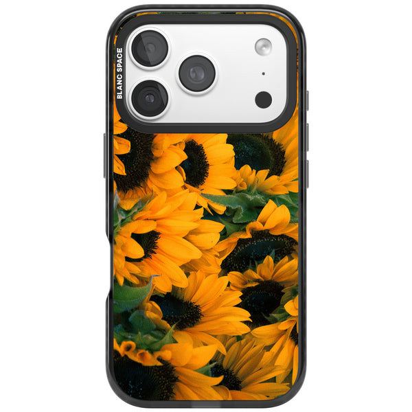 Sunflower Fields
