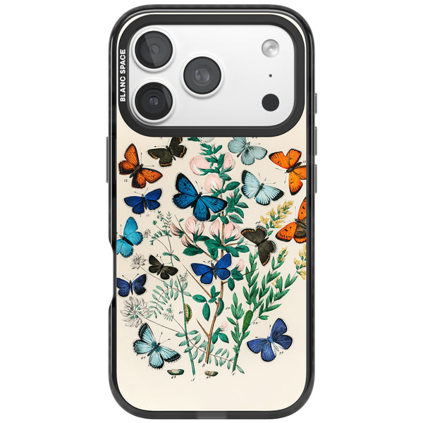 European Butterflies