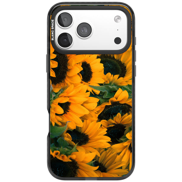 Sunflower Fields