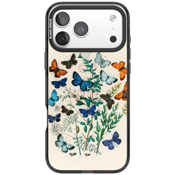European Butterflies