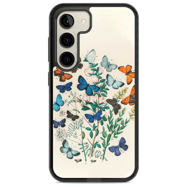 European Butterflies