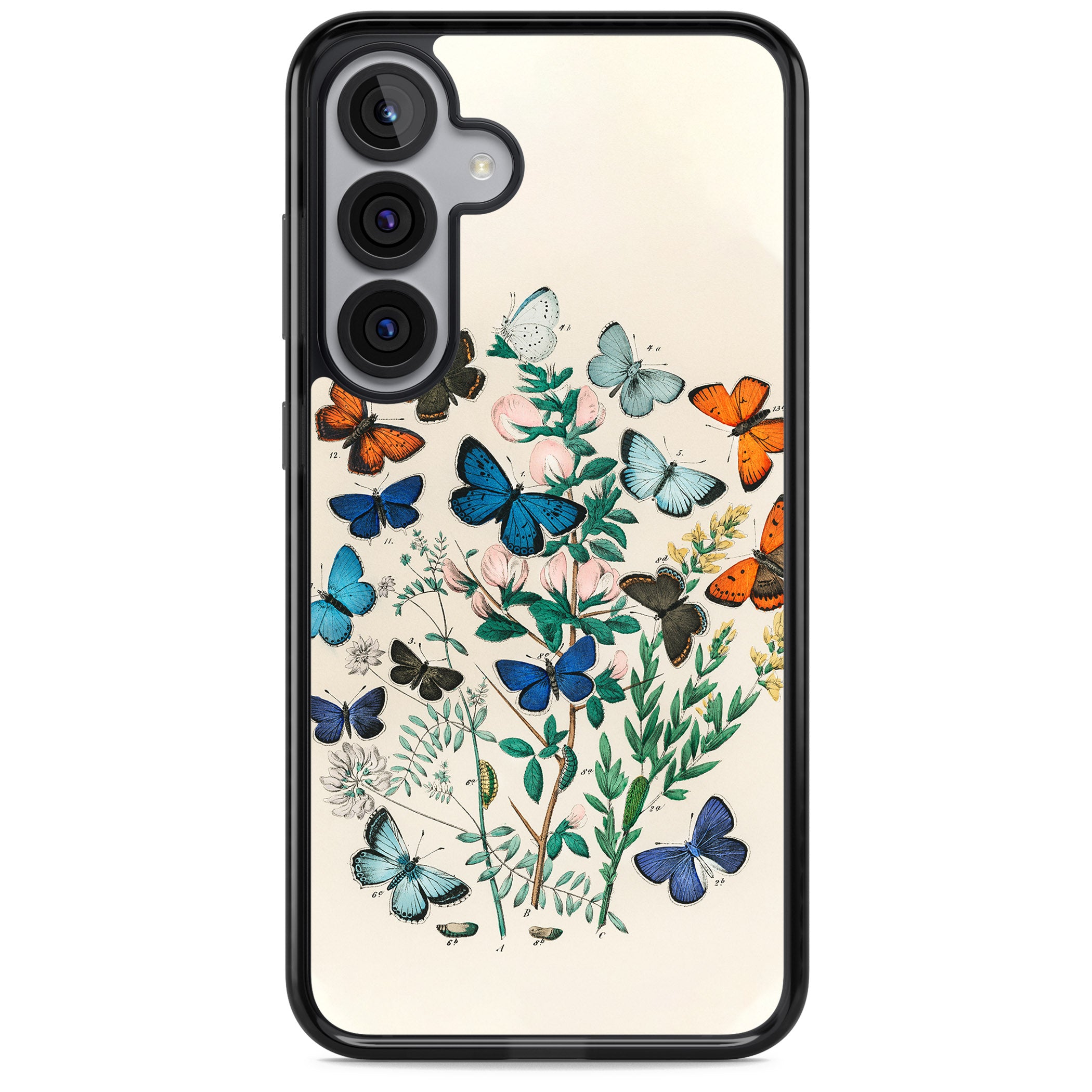 European Butterflies