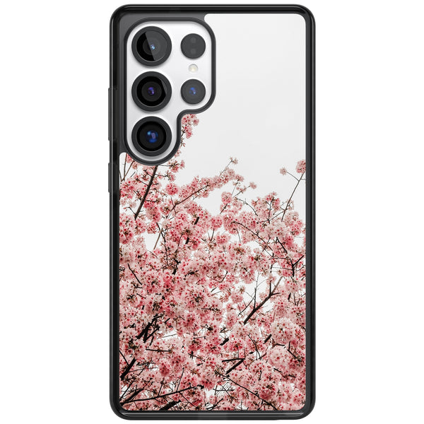 Cherry Blossom Bloom