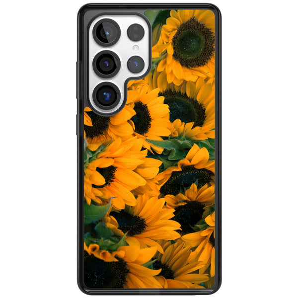 Sunflower Fields