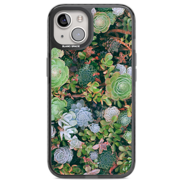 Succulent Garden