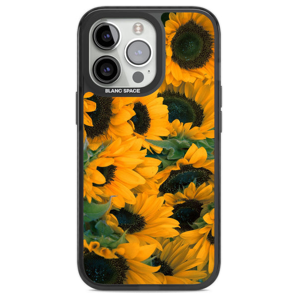 Sunflower Fields
