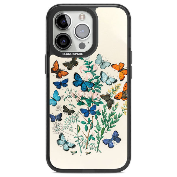 European Butterflies