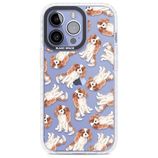 Cavalier King Charles Spaniel