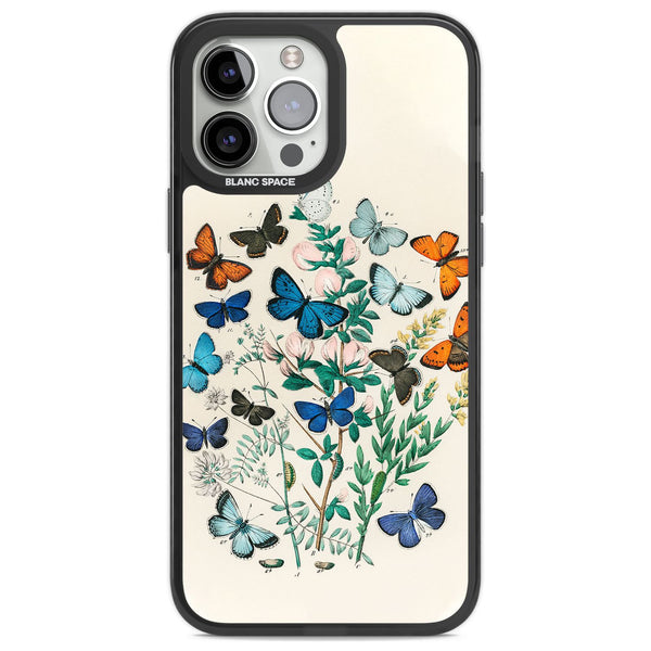 European Butterflies